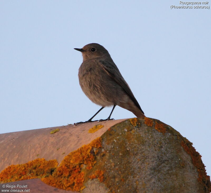 Black Redstart