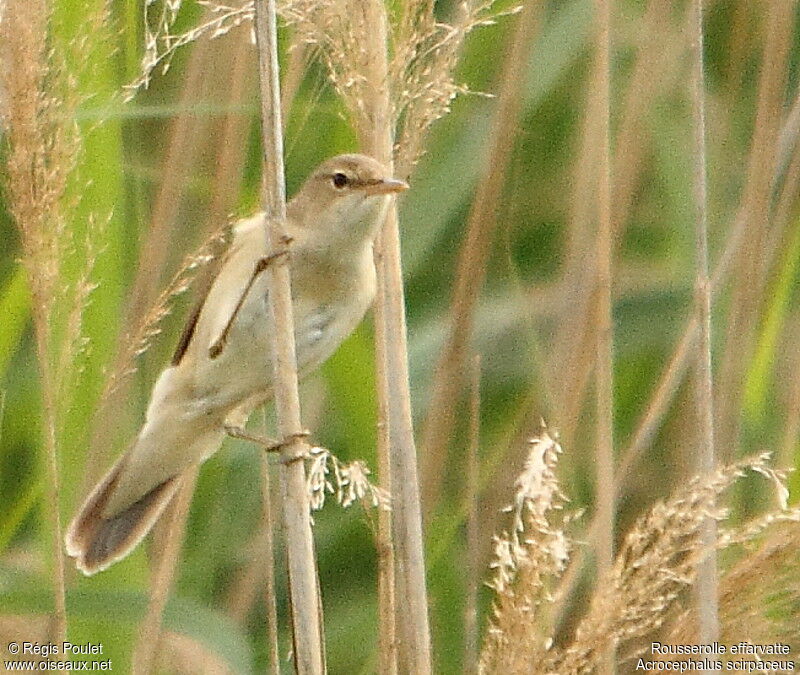 Common Reed Warbler