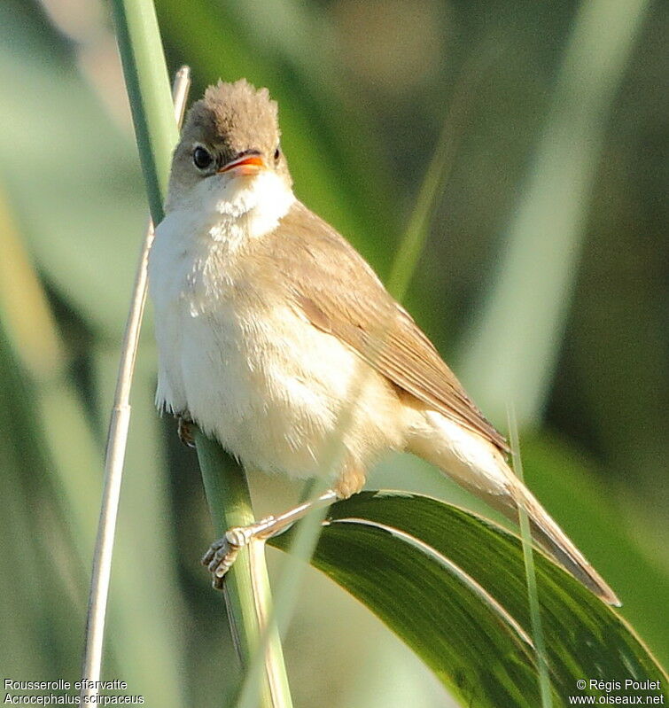 Common Reed Warbler