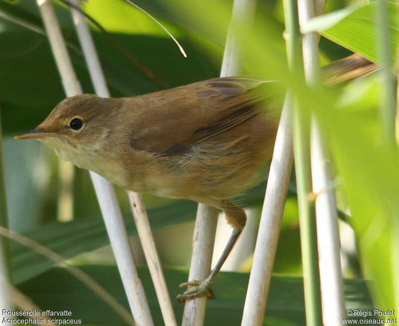 Common Reed Warblerimmature, identification