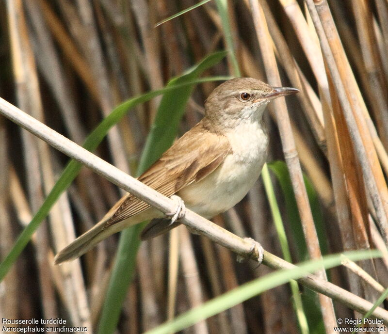 Great Reed Warbler, identification