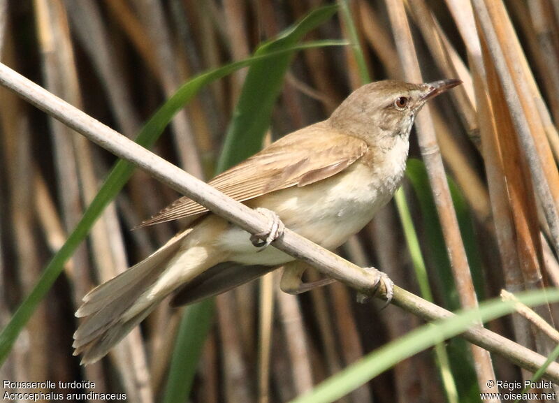 Great Reed Warbler, identification