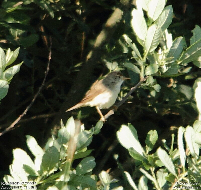 Marsh Warbler