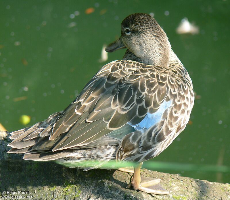 Sarcelle à ailes bleues femelle