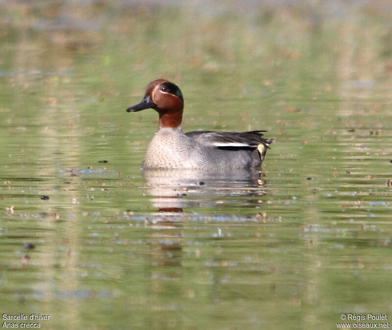 Eurasian Teal male adult