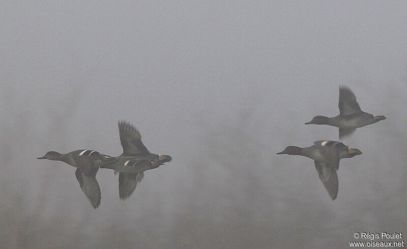 Eurasian Teal , Flight