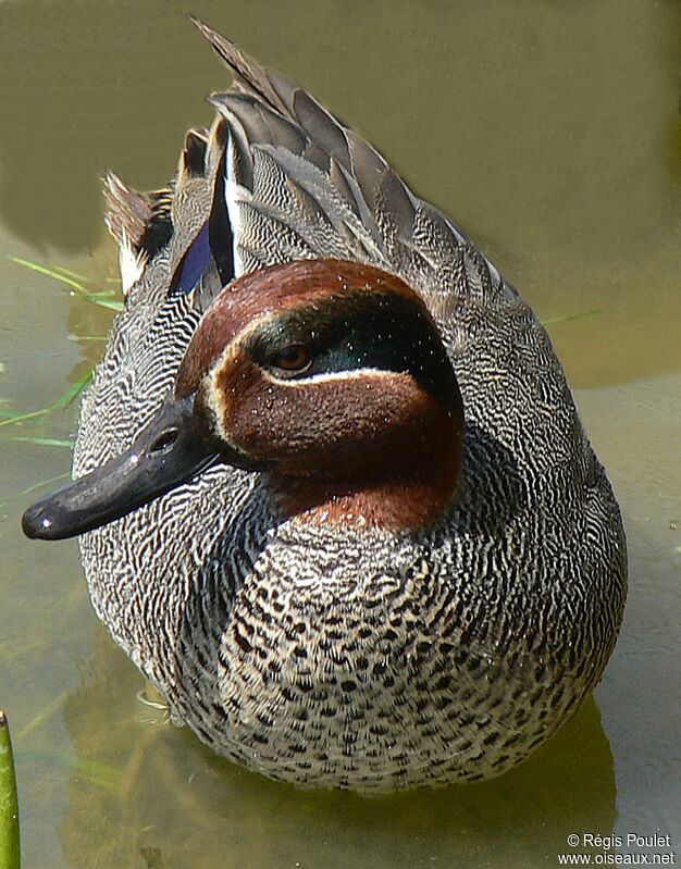 Eurasian Teal male adult