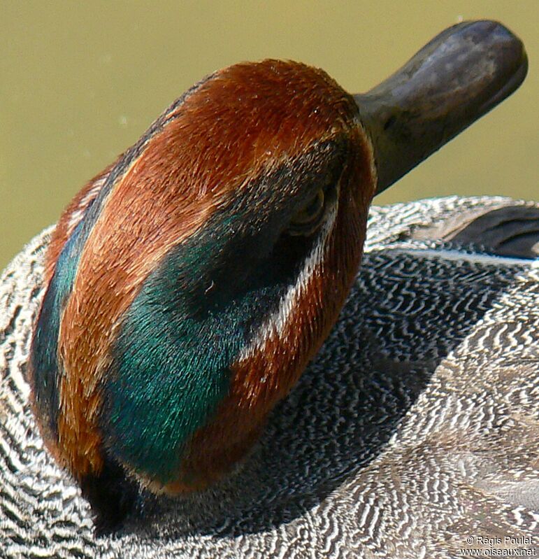 Eurasian Teal male adult