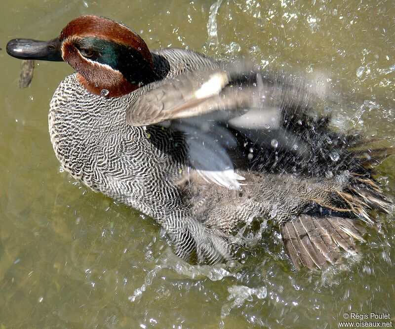 Eurasian Teal male adult