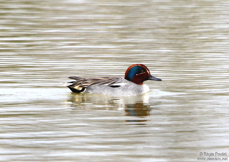 Eurasian Tealadult, identification