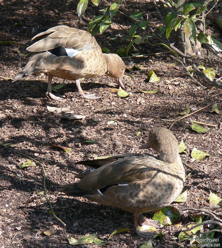 Bernier's Tealadult