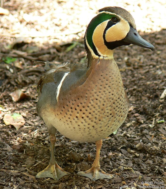 Baikal Teal male adult, identification