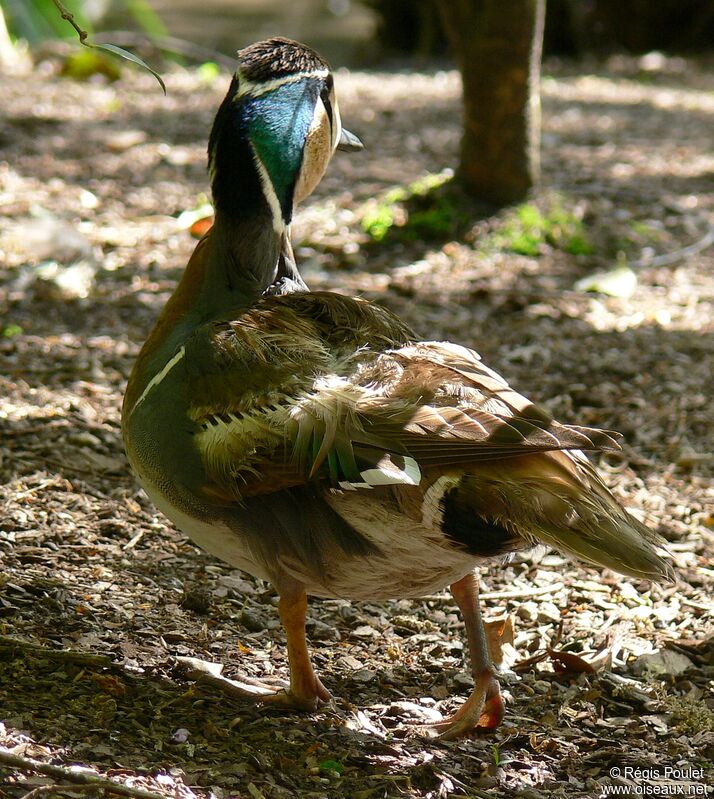 Baikal Teal male adult