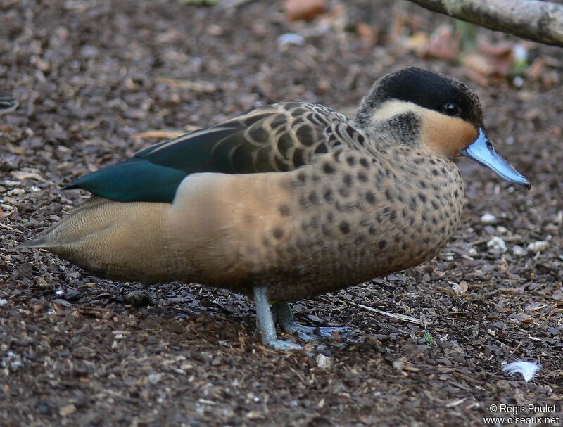 Blue-billed Teal male