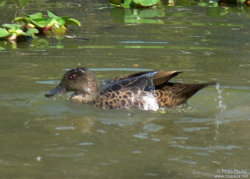 Chestnut Teal female adult