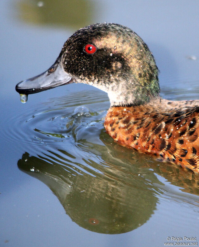 Sarcelle rousse mâle immature, identification