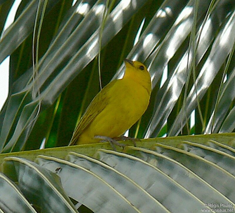 Saffron Finch