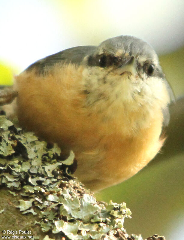 Sittelle torchepotadulte, identification