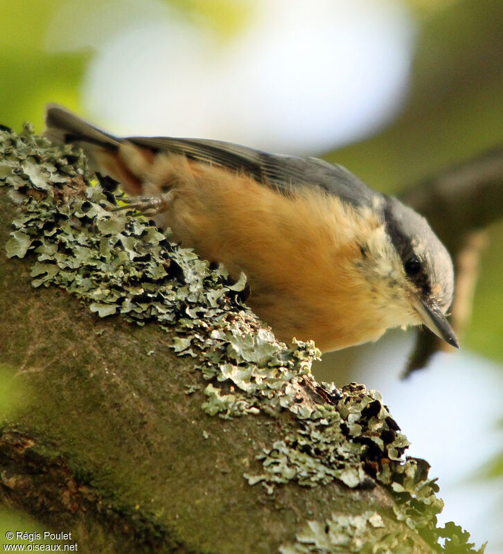 Sittelle torchepotadulte, identification