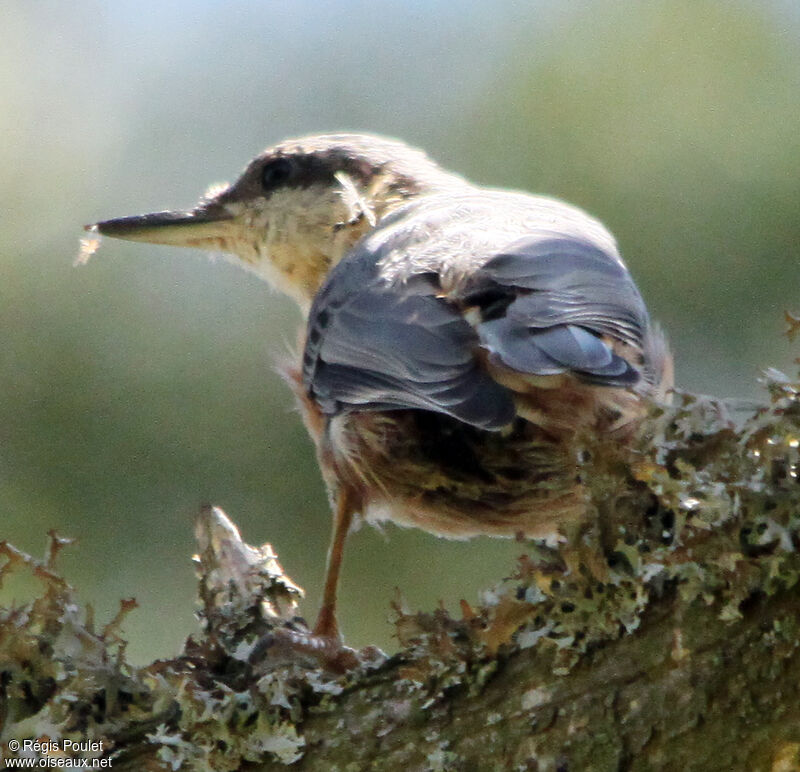 Sittelle torchepotadulte