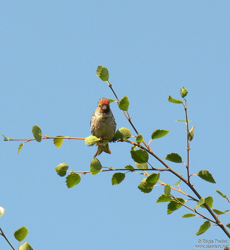 Common Redpoll female adult breeding