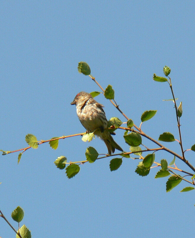 Redpoll female adult breeding