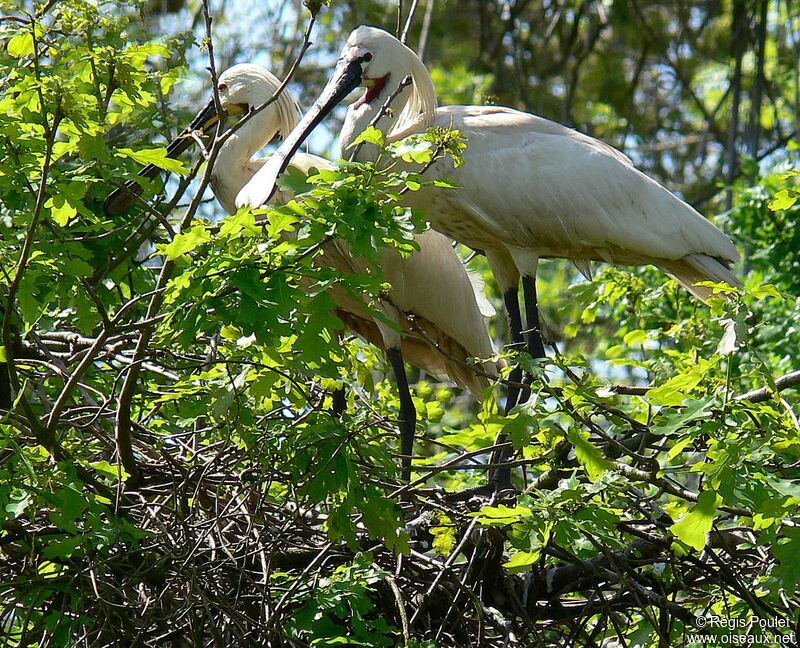 Eurasian Spoonbill , identification, Behaviour