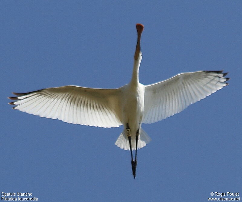 Eurasian Spoonbilladult breeding, Flight