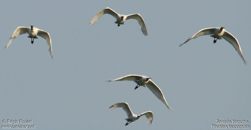 Eurasian Spoonbill, Flight