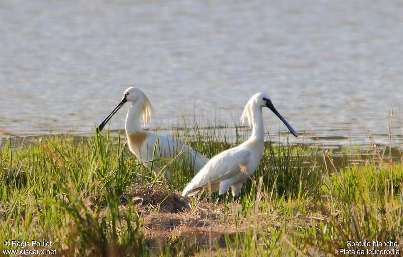 Eurasian Spoonbill adult breeding