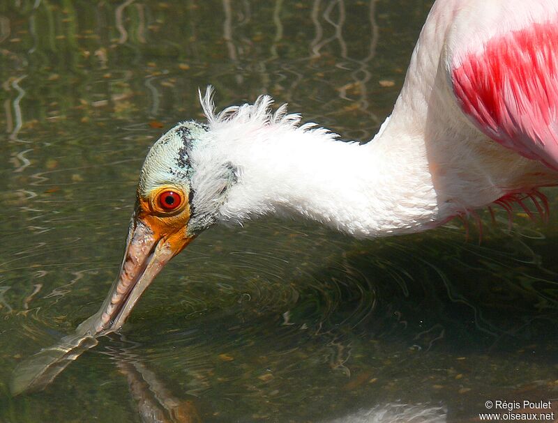 Roseate Spoonbilladult