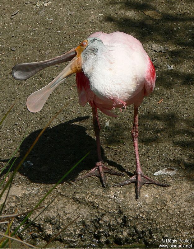 Roseate Spoonbill