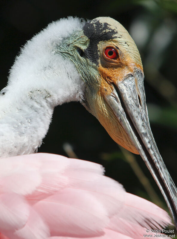 Roseate Spoonbilladult