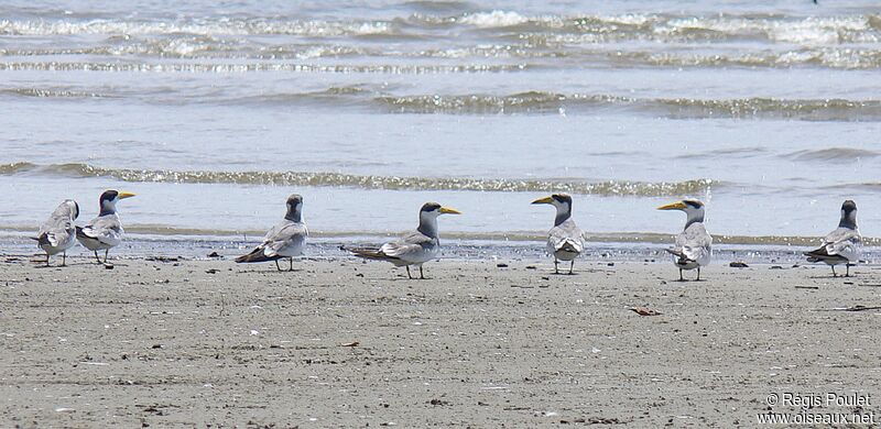 Large-billed Tern