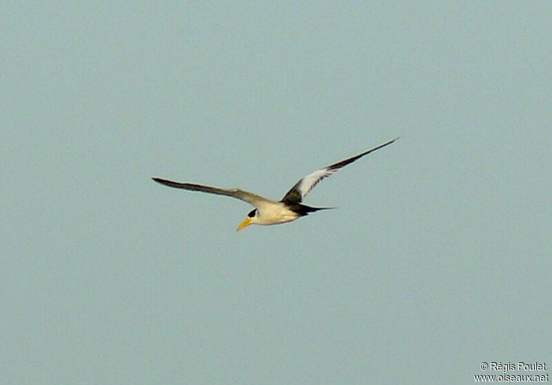 Large-billed Tern