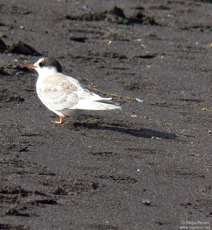 Arctic Ternimmature