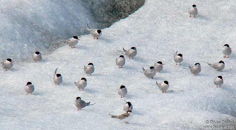 Arctic Tern