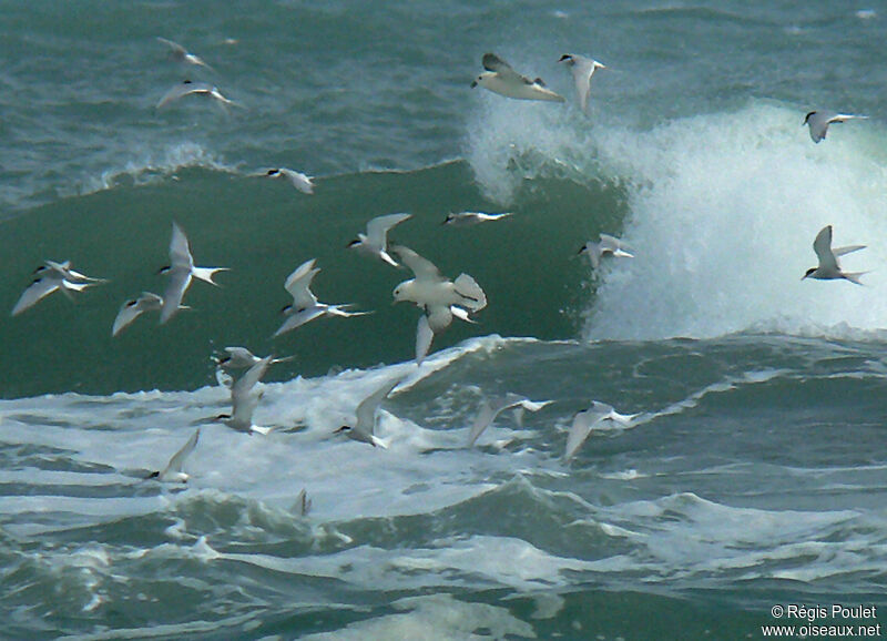 Arctic Tern