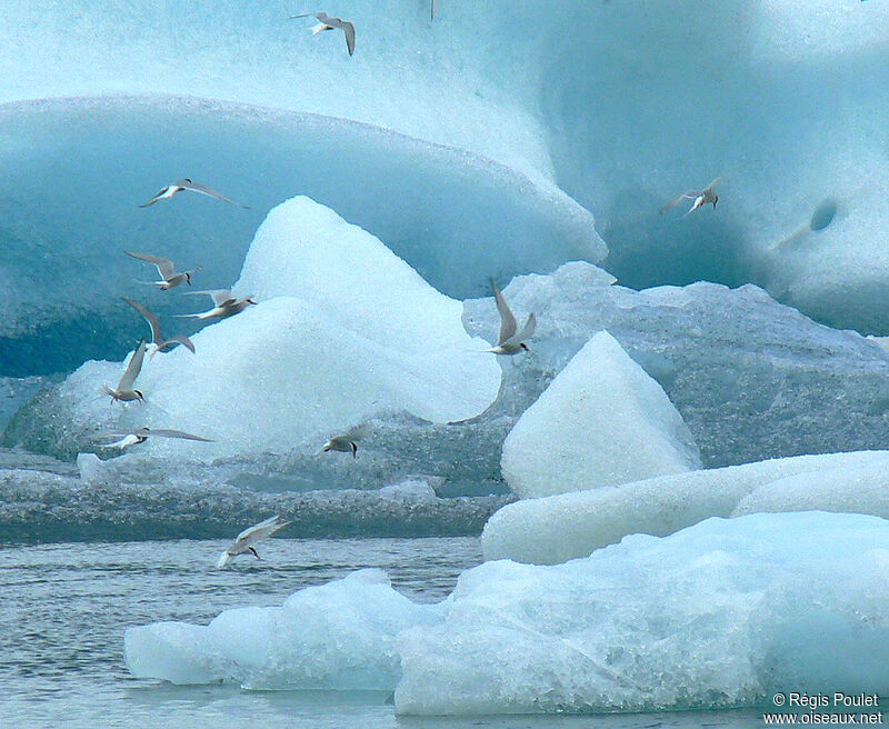 Arctic Tern