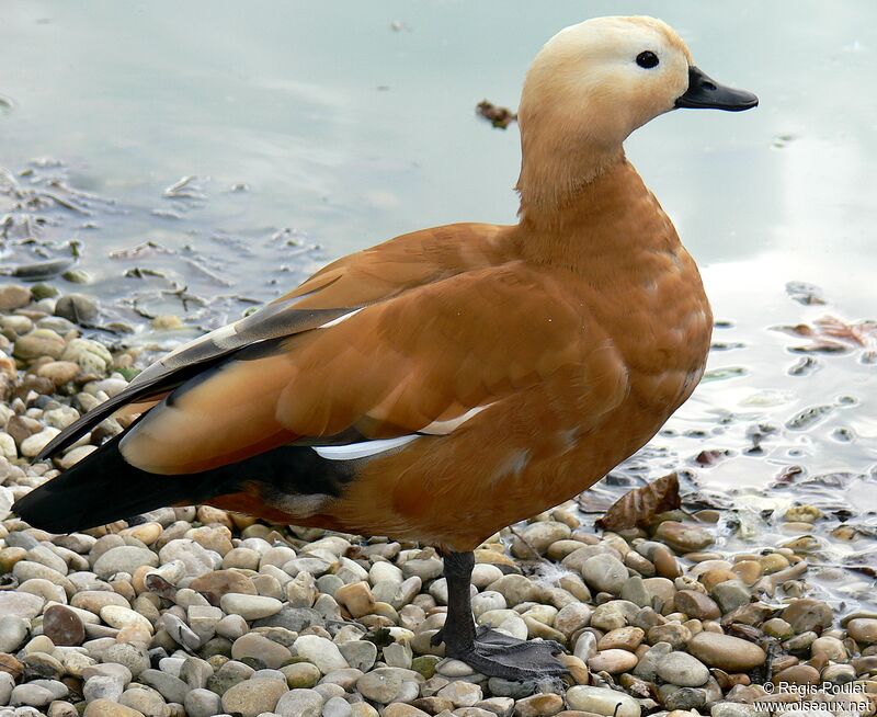 Ruddy Shelduck