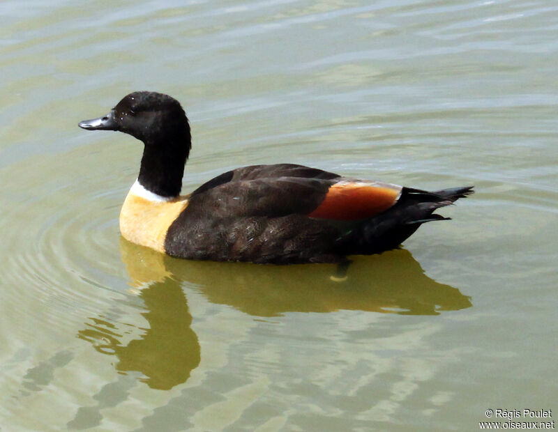 Australian Shelduck male adult, identification