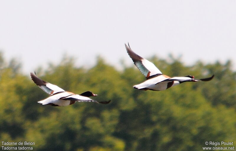 Common Shelduck adult breeding, Flight