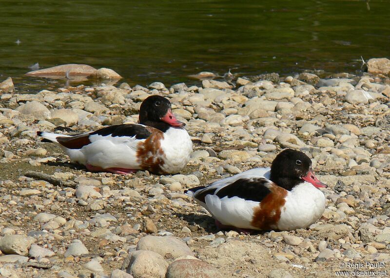 Common Shelduck