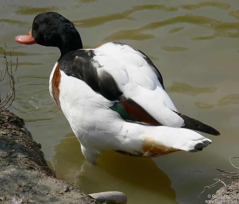 Common Shelduck female adult