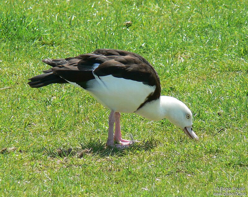 Radjah Shelduck