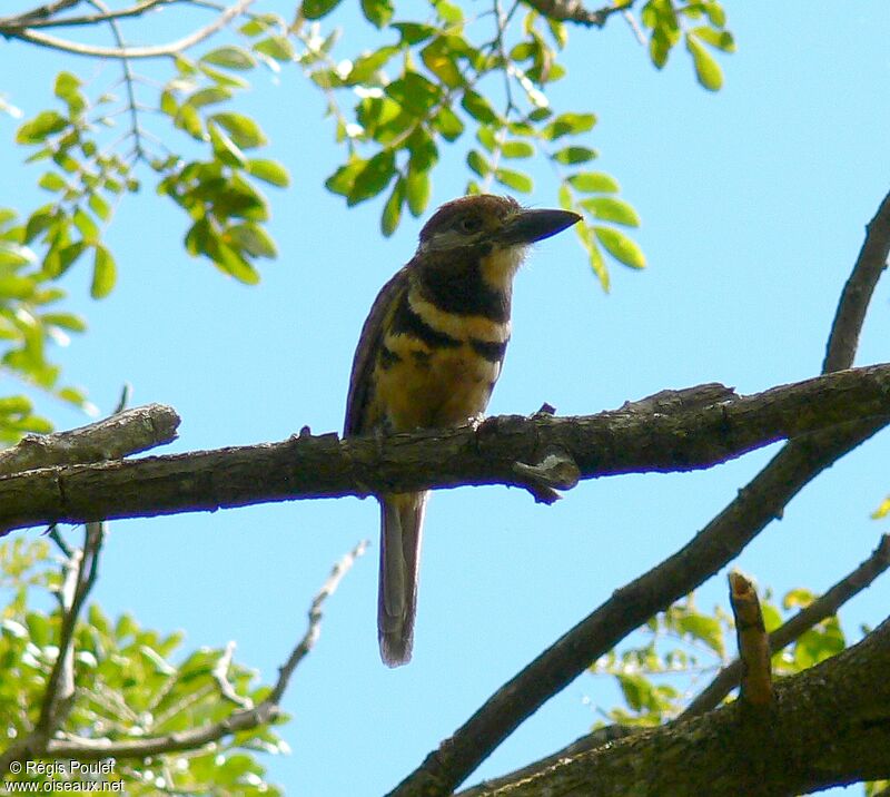 Two-banded Puffbirdadult