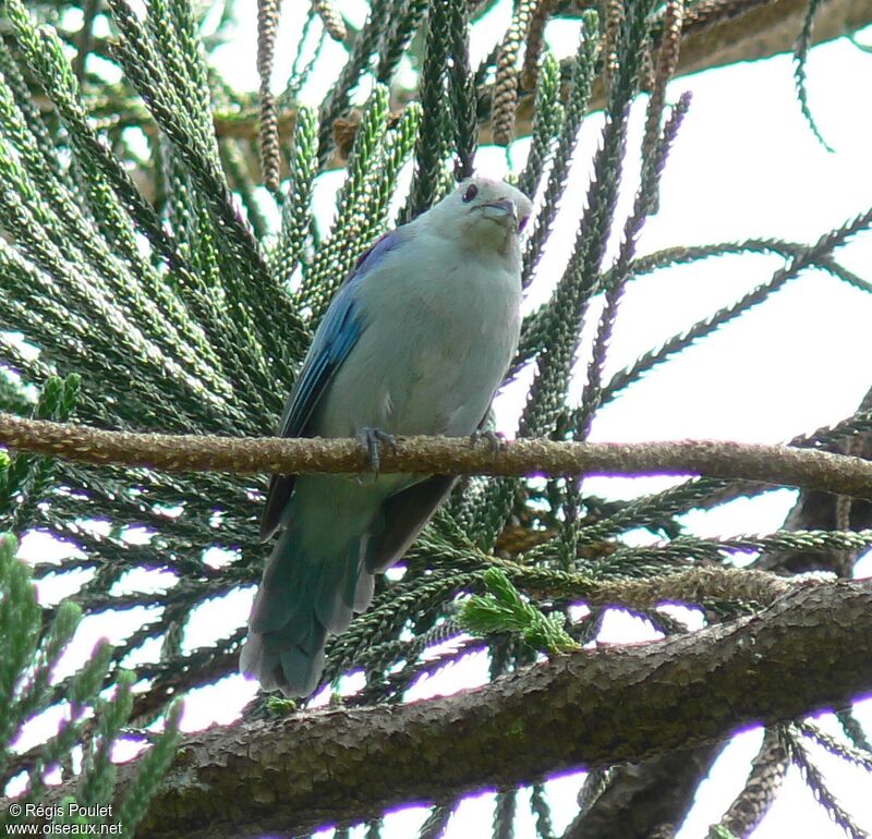 Tangara évêqueadulte, identification