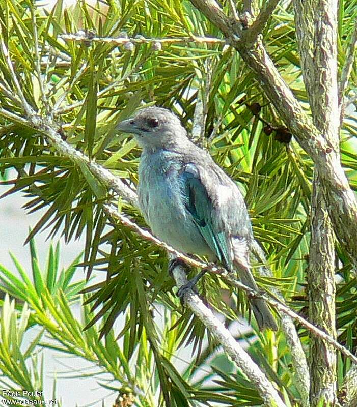 Glaucous Tanageradult, identification