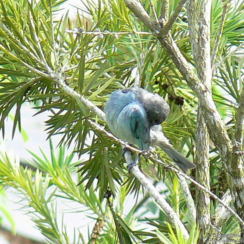 Glaucous Tanageradult