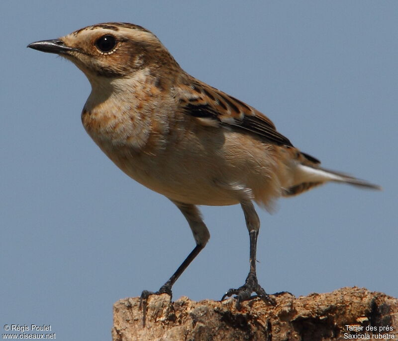 Whinchat